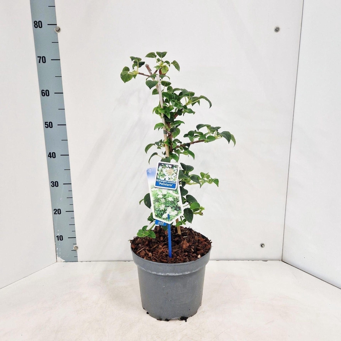 <h4>Hydrangea anomala petiolaris</h4>