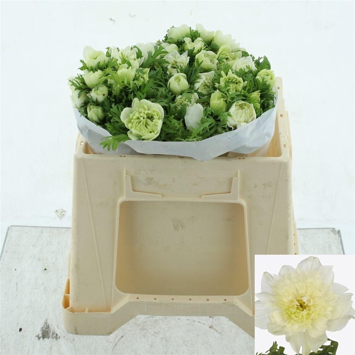 <h4>Anem Co Lev Bianco</h4>