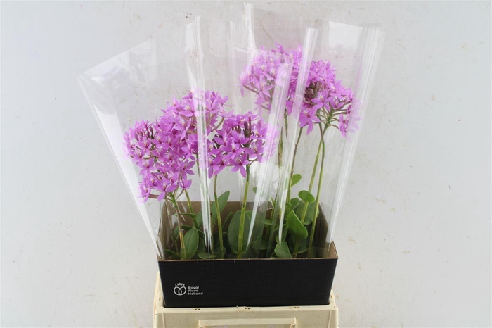 <h4>Epidendrum Pink</h4>