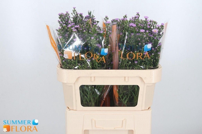 <h4>Ast Painted Lady</h4>