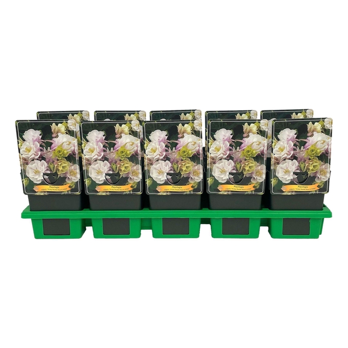 <h4>Aquilegia vulgaris</h4>