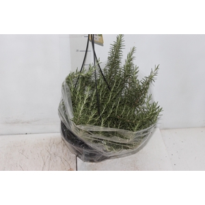 ALECRIM C21 PENDENTE