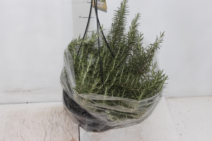 <h4>ALECRIM C21 PENDENTE</h4>