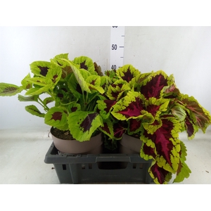 Plectranthus col.   ...mix