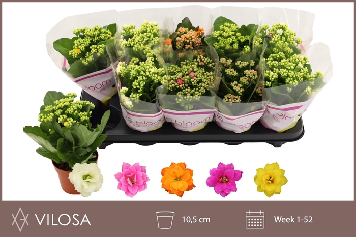 <h4>KAL GE GEM 5 KL</h4>