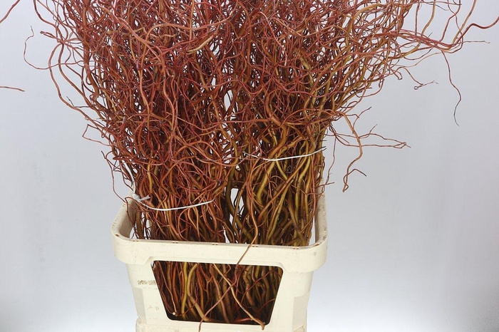<h4>Salix Golden Curls</h4>