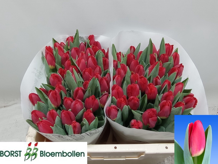 <h4>TU EN ANTARCTIC FIRE</h4>