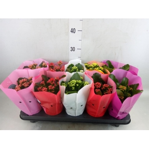 Kalanchoe blos. 'Perfecta'  ..mix 5