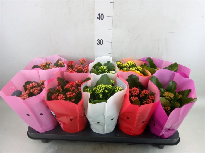 <h4>Kalanchoe blos. 'Perfecta'  ..mix 5</h4>