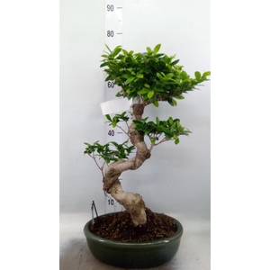 Ficus microcarpa 'Ginseng'