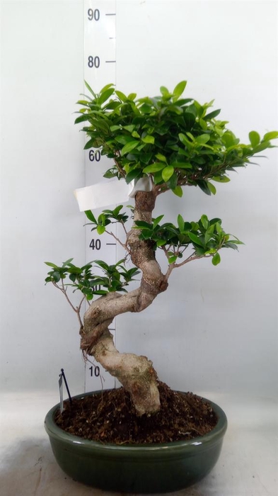 <h4>Ficus microcarpa 'Ginseng'</h4>