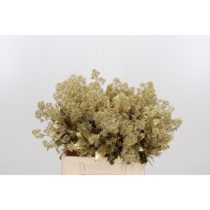 Skimmia Kl Bh Goud