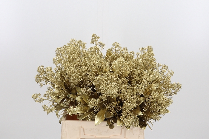 <h4>Skimmia Kl Bh Goud</h4>