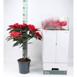 EUPH POINSETTIA GRAN ITALIA STEM P19 70CM