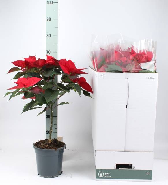 <h4>EUPH POINSETTIA GRAN ITALIA STEM P19 70CM</h4>