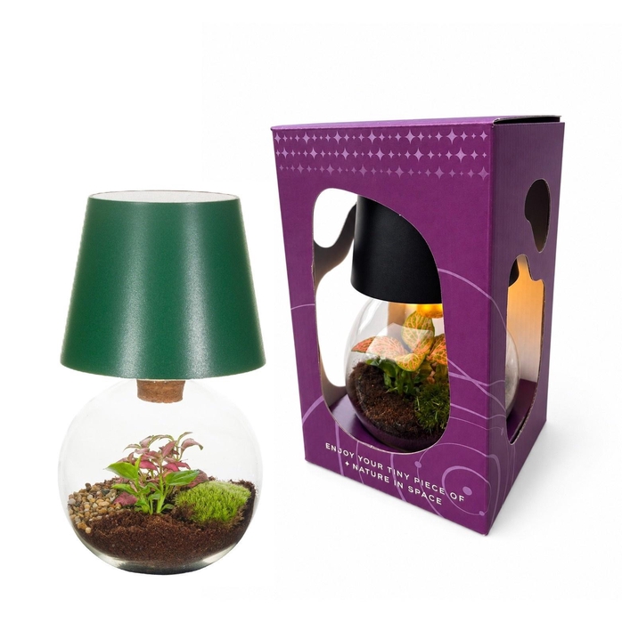 <h4>ARR KAMERPLANTEN H%</h4>