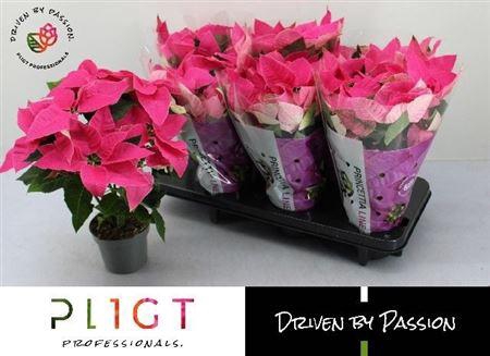 Euphor P Pri Da Pink