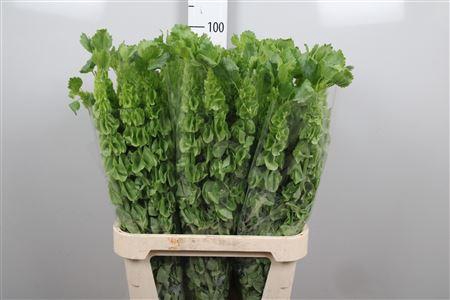 <h4>Moluccella Stuk</h4>