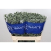 Eryngium Silver Dynamite