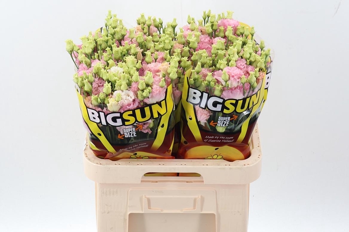 <h4>Eus G Alissa Pink</h4>