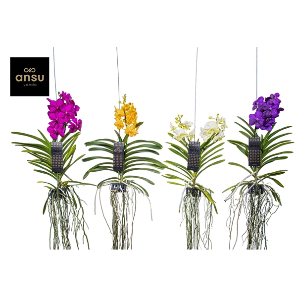 <h4>Vanda Mix Medium - Colour Mix</h4>