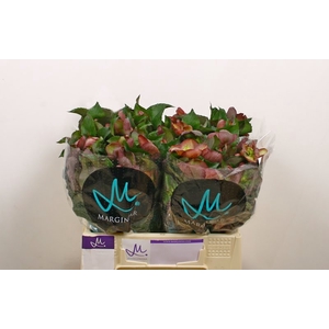 Helleborus Mammoth Pink Marginpar