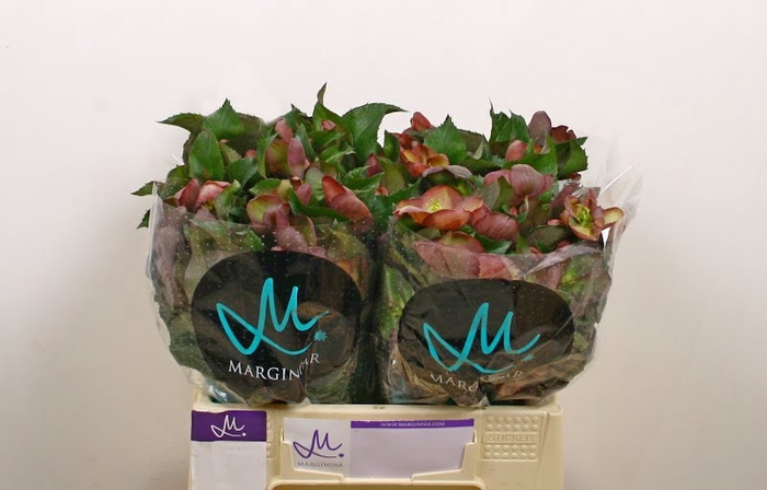 <h4>Helleborus Mammoth Pink Marginpar</h4>