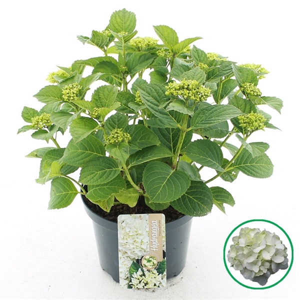 <h4>Hydrangea macrophylla Wit</h4>