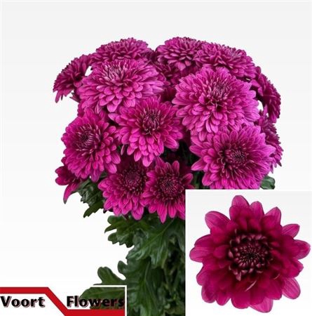 <h4>Chr T Lamira</h4>