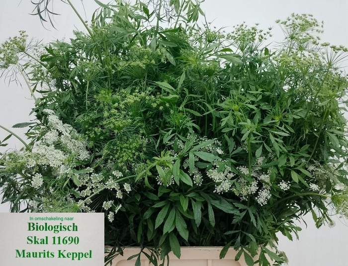 <h4>Ammi majus white</h4>