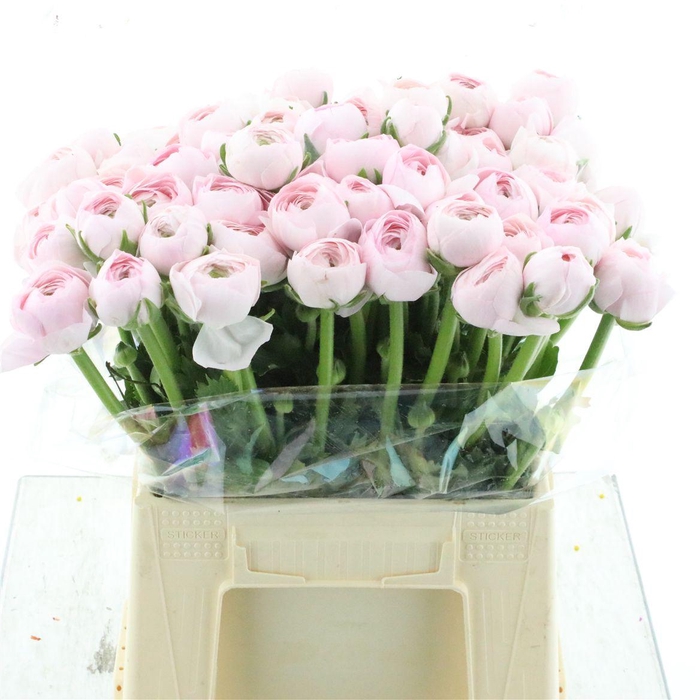 <h4>Ran Su Lady Extra</h4>