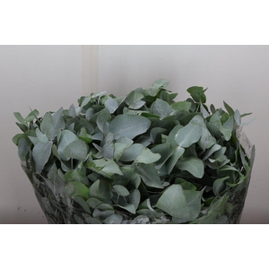 Euca Cinerea Kort 400 Gr