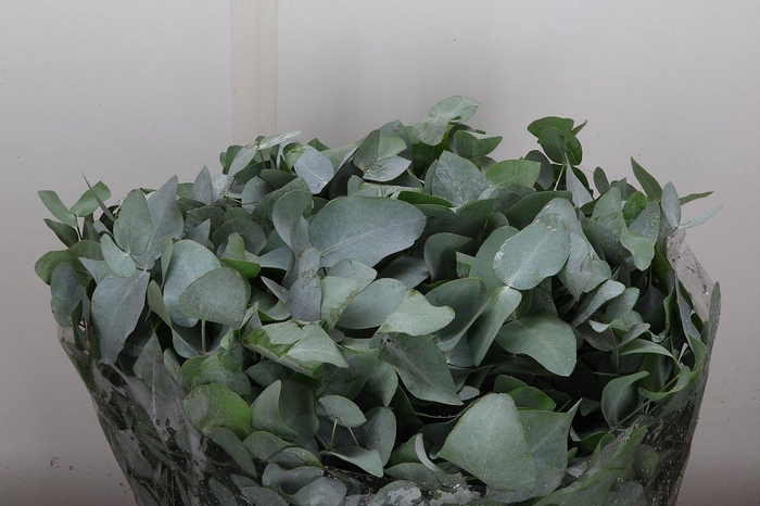 <h4>Euca Cinerea Kort 400 Gr</h4>