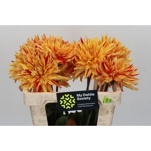 Dahlia Striped Vulcan