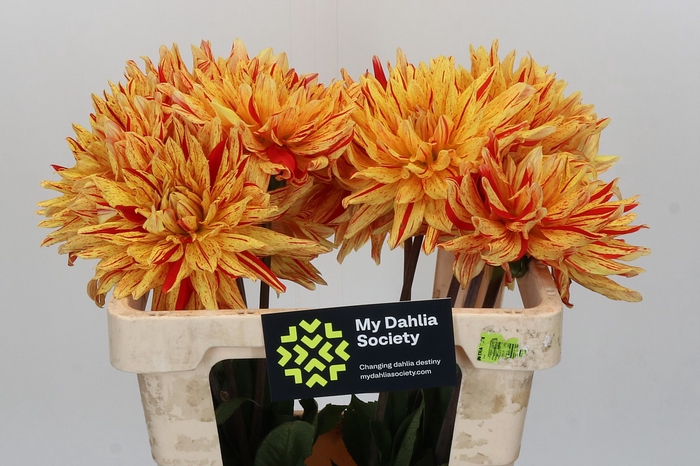 Dahlia Striped Vulcan