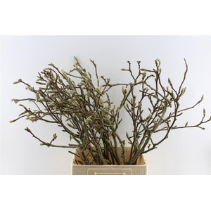 Magnolia Grandiflora Ex