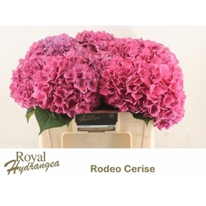 HYDR M CH RODEO RD