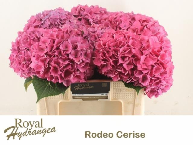 <h4>HYDR M CH RODEO RD</h4>