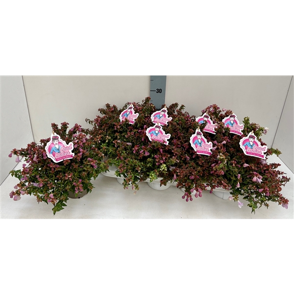 <h4>Abelia Lynn Pinky Bells 13T</h4>
