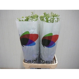 Delph Du Aurora Blue