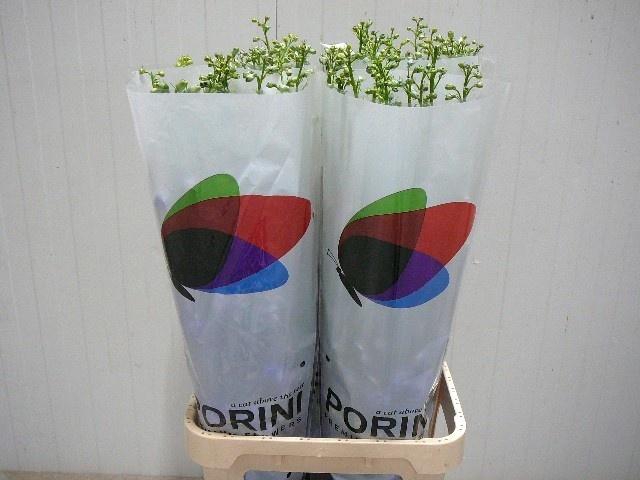 <h4>Delph Du Aurora Blue</h4>