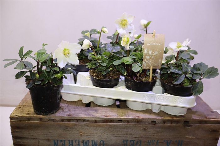 <h4>Hell Ni Chr Carol</h4>