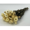 Dried Helichrysum White Bunch