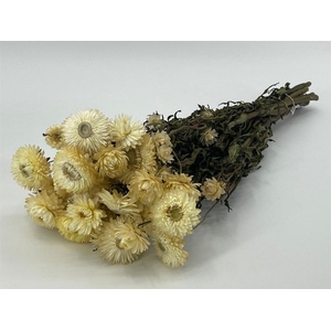 Dried Helichrysum White Bunch