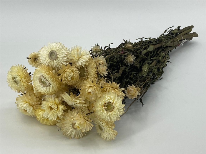 <h4>Dried Helichrysum White Bunch</h4>