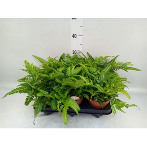 Arachniodes aristata 'Variegata'