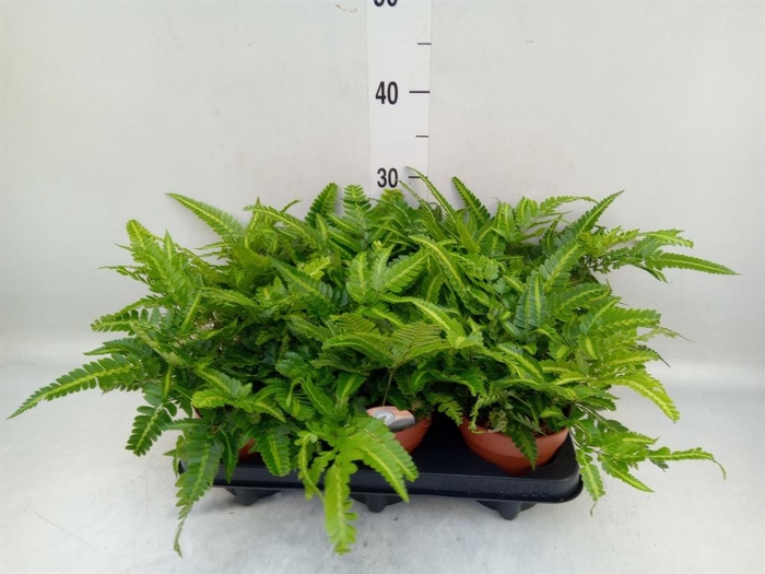 <h4>Arachniodes aristata 'Variegata'</h4>