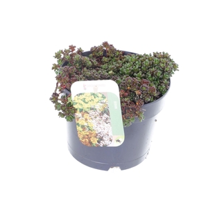 Sedum oreganum