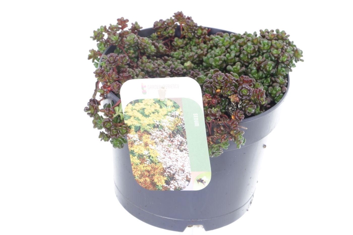 <h4>Sedum oreganum</h4>