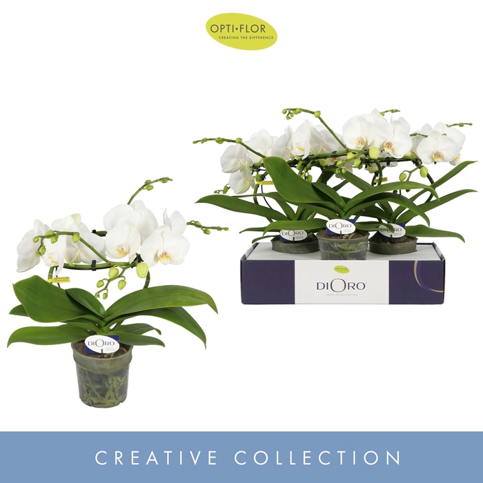 <h4>Dioro Prestige 2 spike</h4>